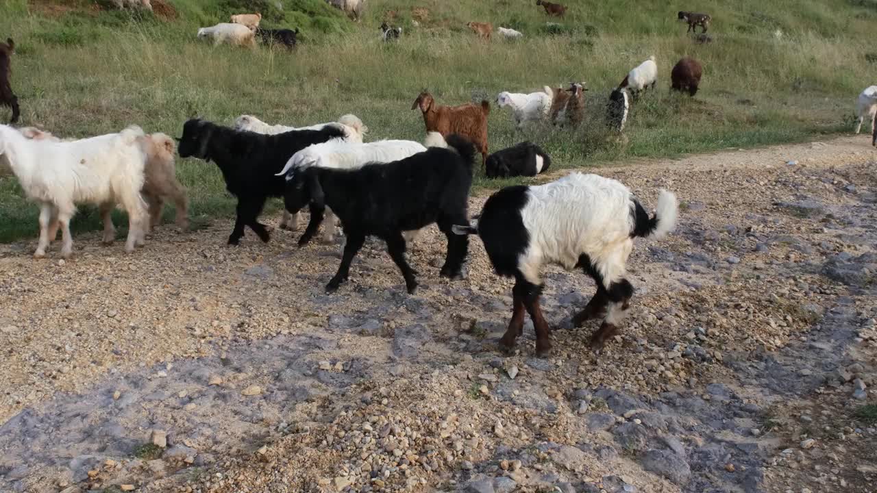 近距离放牧的绵羊和山羊古尔邦节视频素材