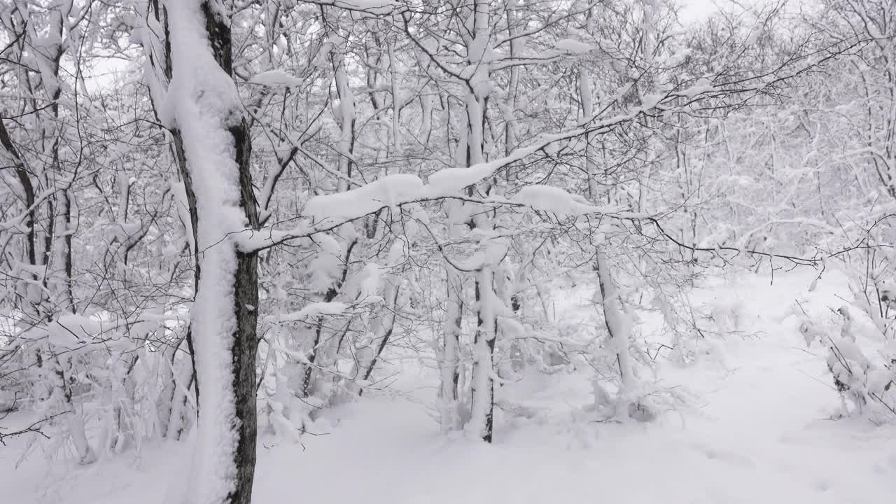 冬天的森林里，雪覆盖着树枝视频素材