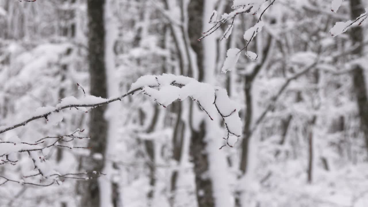 冬天的森林里，雪覆盖着树枝视频素材