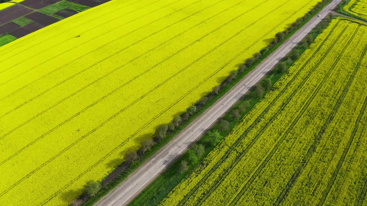 鸟瞰图黄色盛开的油菜田视频素材