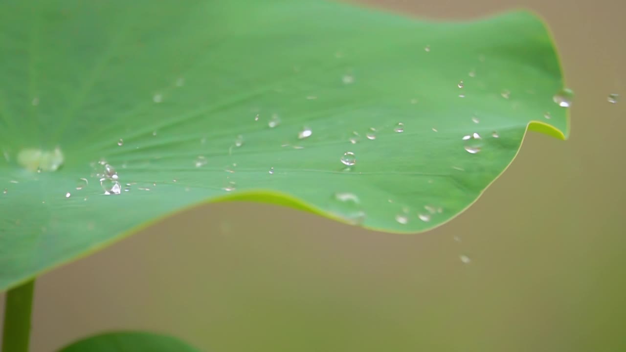 荷叶上的水滴慢镜头视频素材