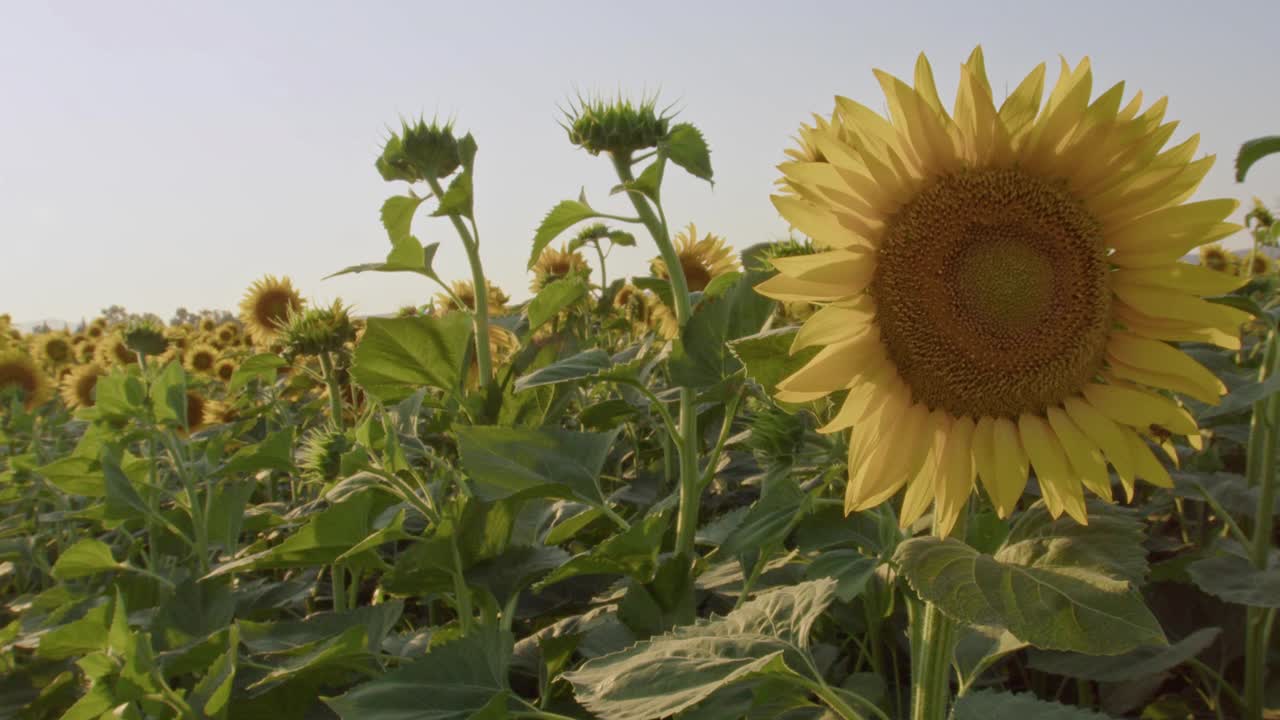 田野里盛开的向日葵视频素材