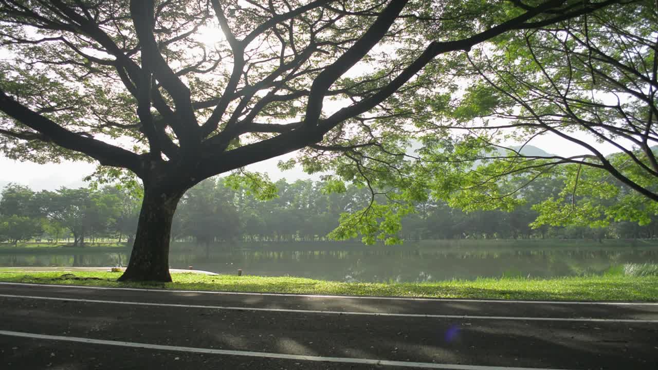 在早晨温暖的阳光下，在公园的一个自然池塘附近生长的空旷的道路上，大树伸展在草地上的阴影美丽的场景。视频素材