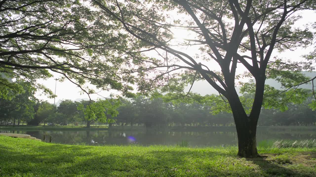 在夏季的清晨阳光下，天然池塘旁的草地上生长着一幅宁静的大树景观。风景如画的公园里有一个明亮的泻湖。视频素材