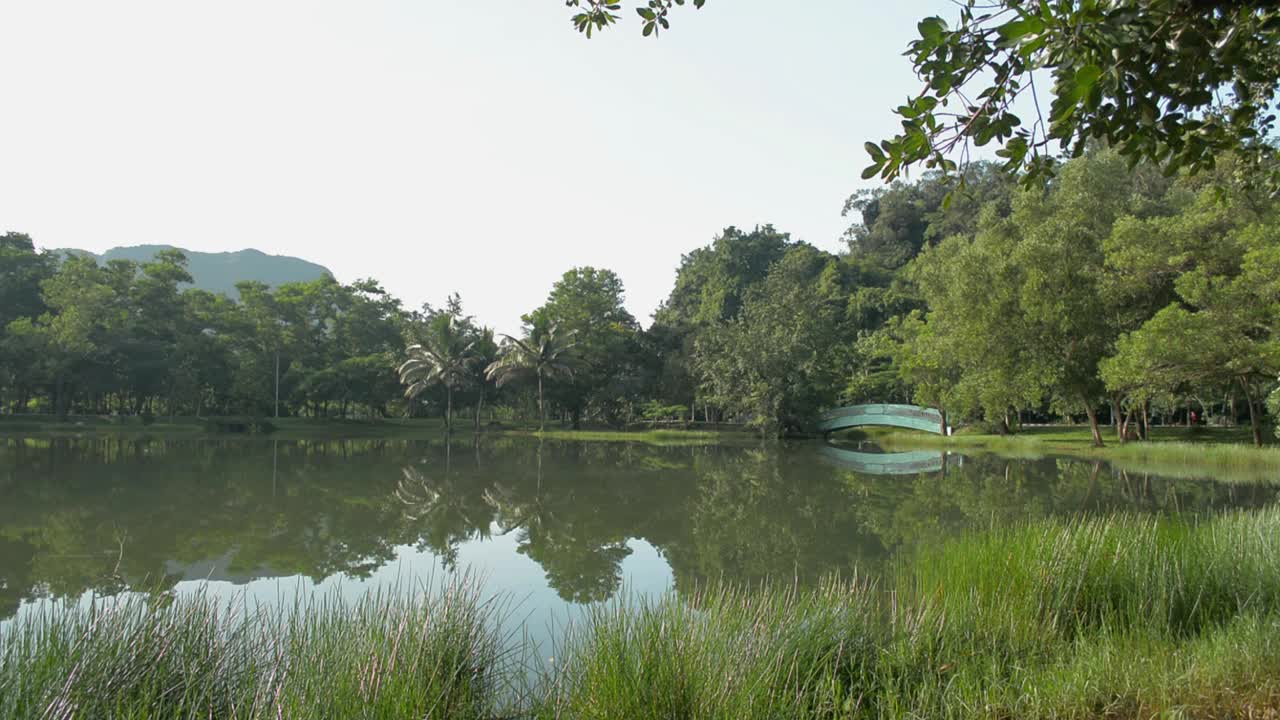 公园内的天然池塘在夏季被郁郁葱葱的观叶植物环绕，景色宁静。水面反射。视频素材