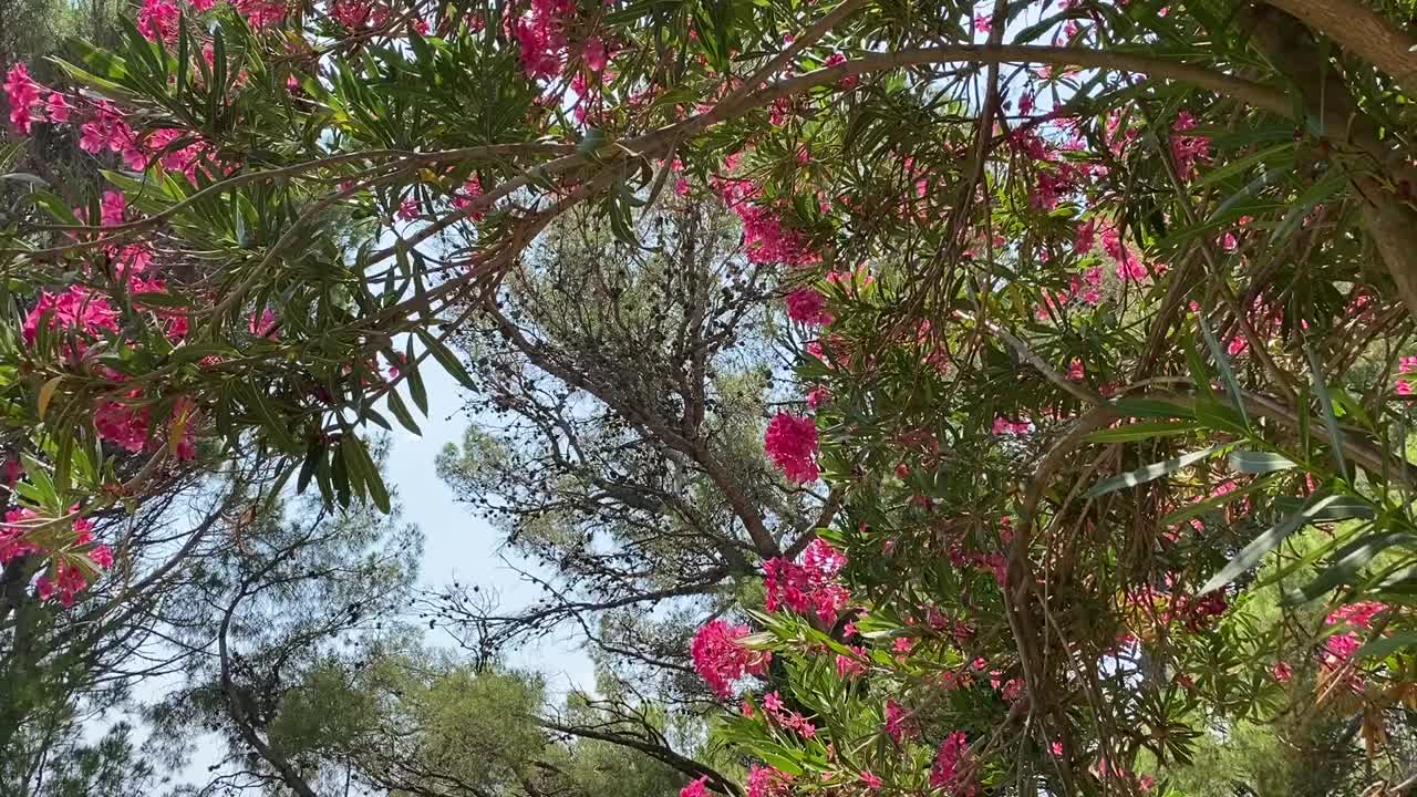 美丽的粉红色夹竹桃花和郁郁葱葱的热带植被映衬着蓝天的热带花园。视频素材