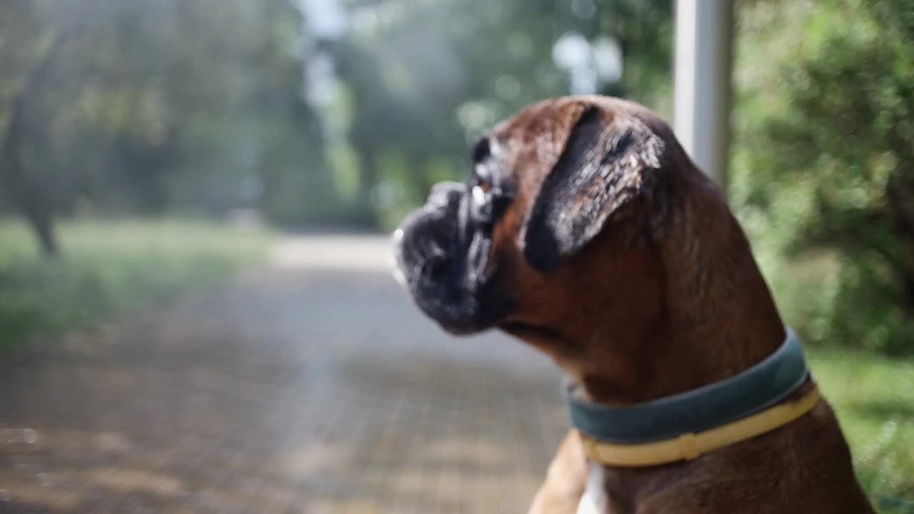 炎炎夏日，一只拳师犬在水帘旁乘凉。视频素材