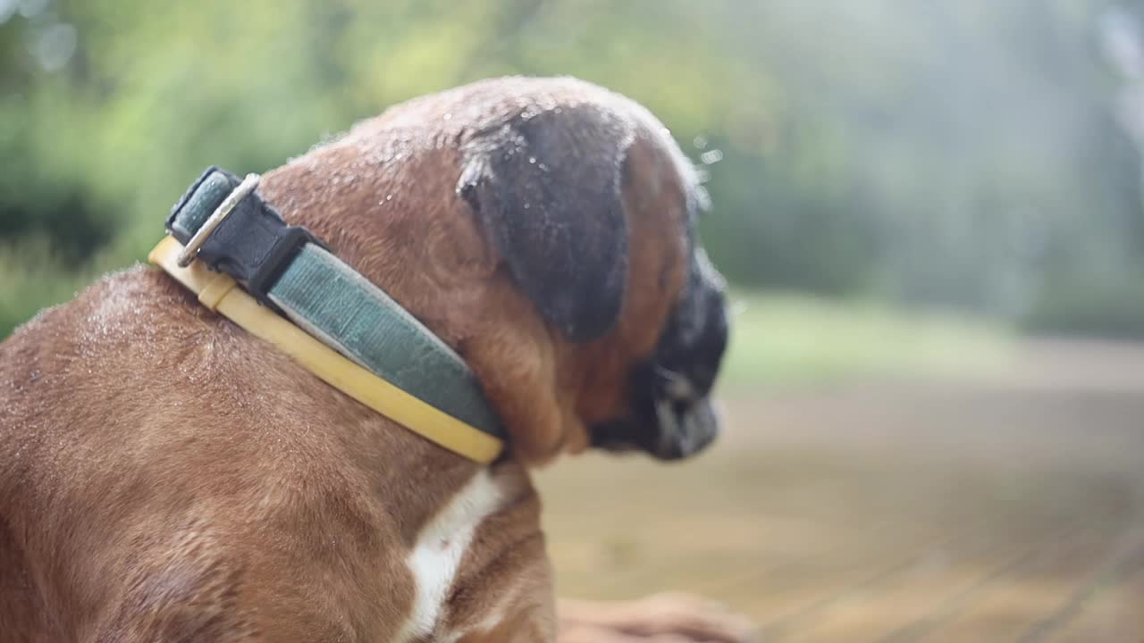 炎炎夏日，一只拳师犬在水帘旁乘凉。视频素材