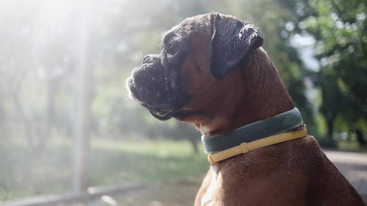 炎炎夏日，一只拳师犬在水帘旁乘凉。视频素材