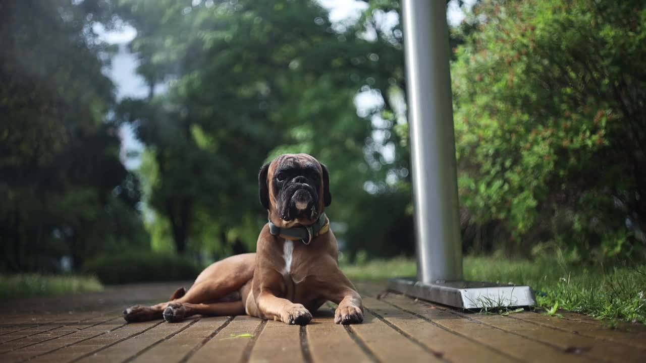 炎炎夏日，一只拳师犬在水帘旁乘凉。视频素材