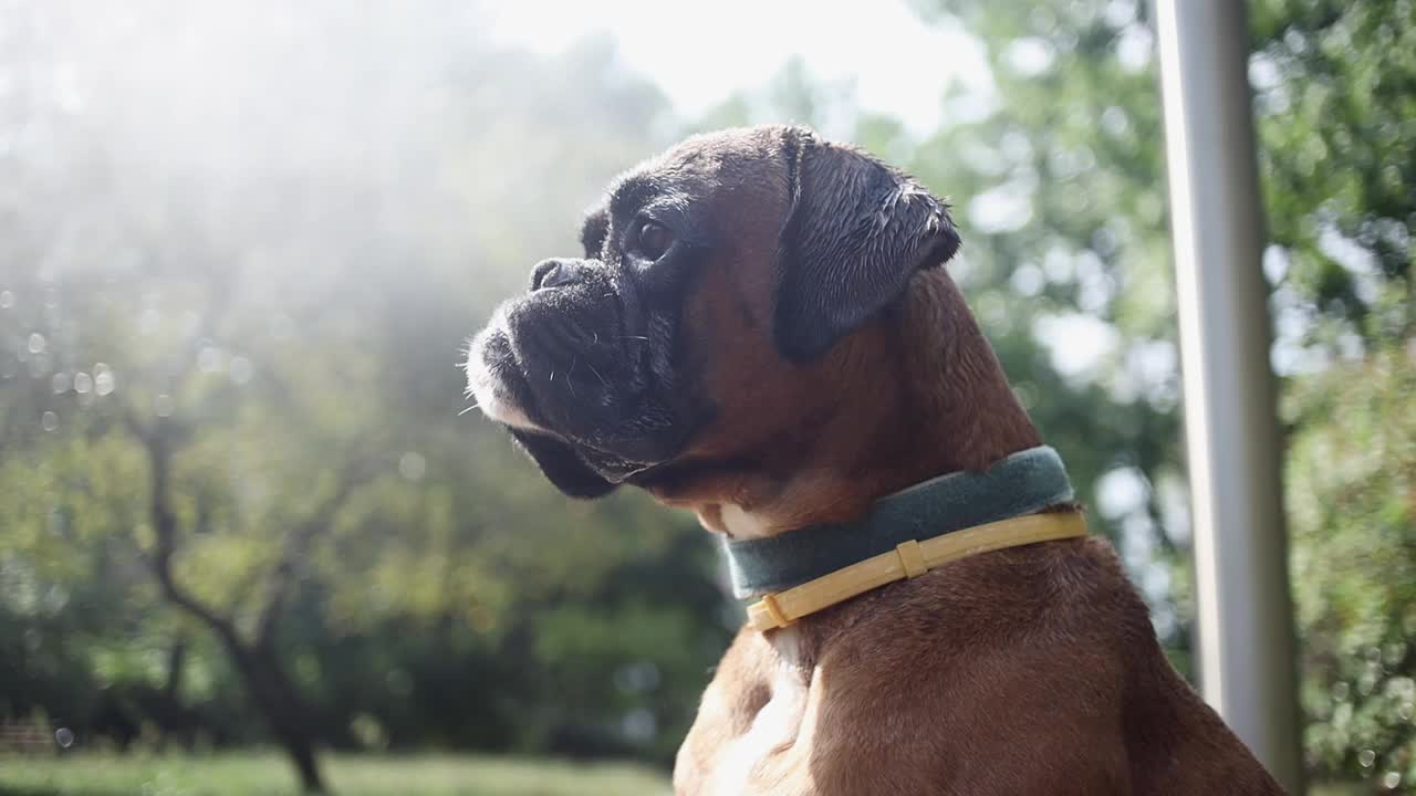 炎炎夏日，一只拳师犬在水帘旁乘凉。视频素材