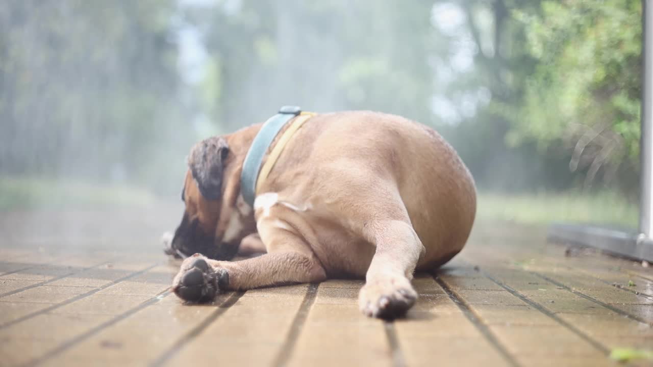 炎炎夏日，一只拳师犬在水帘旁乘凉。视频素材