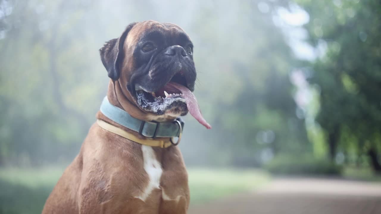 炎炎夏日，一只拳师犬在水帘旁乘凉。视频素材