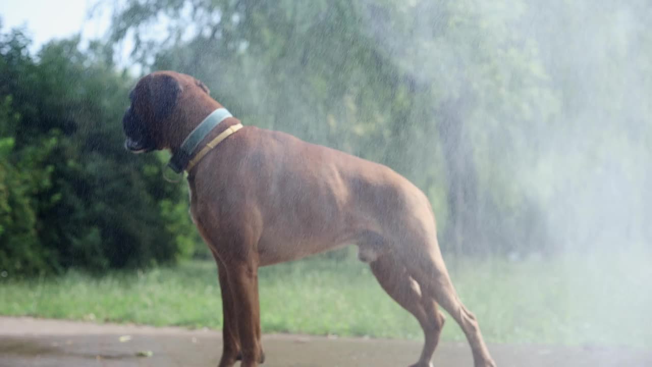 炎炎夏日，一只拳师犬在水帘旁乘凉。视频素材