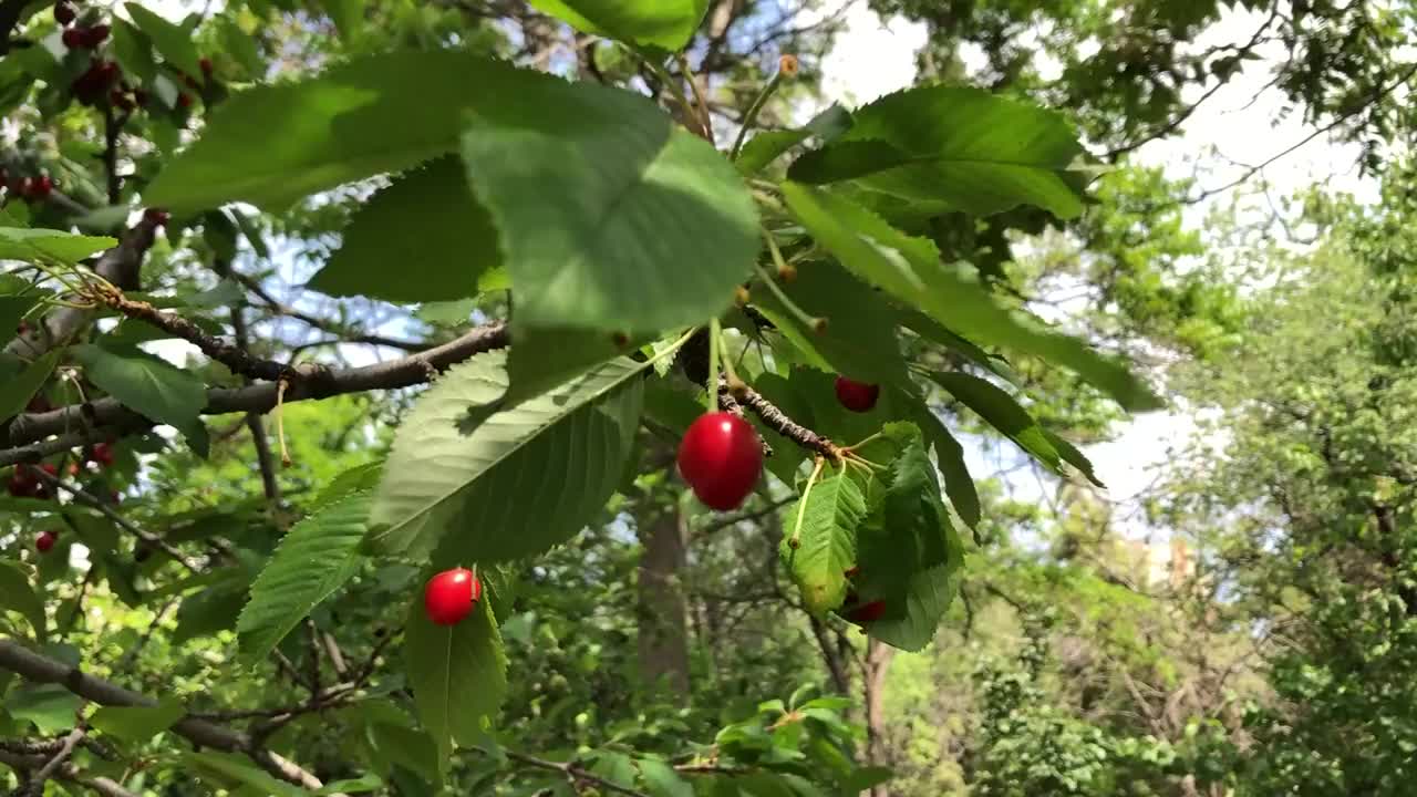 樱桃树上成熟的樱桃。城市公园里空荡荡的长椅。没有人视频素材