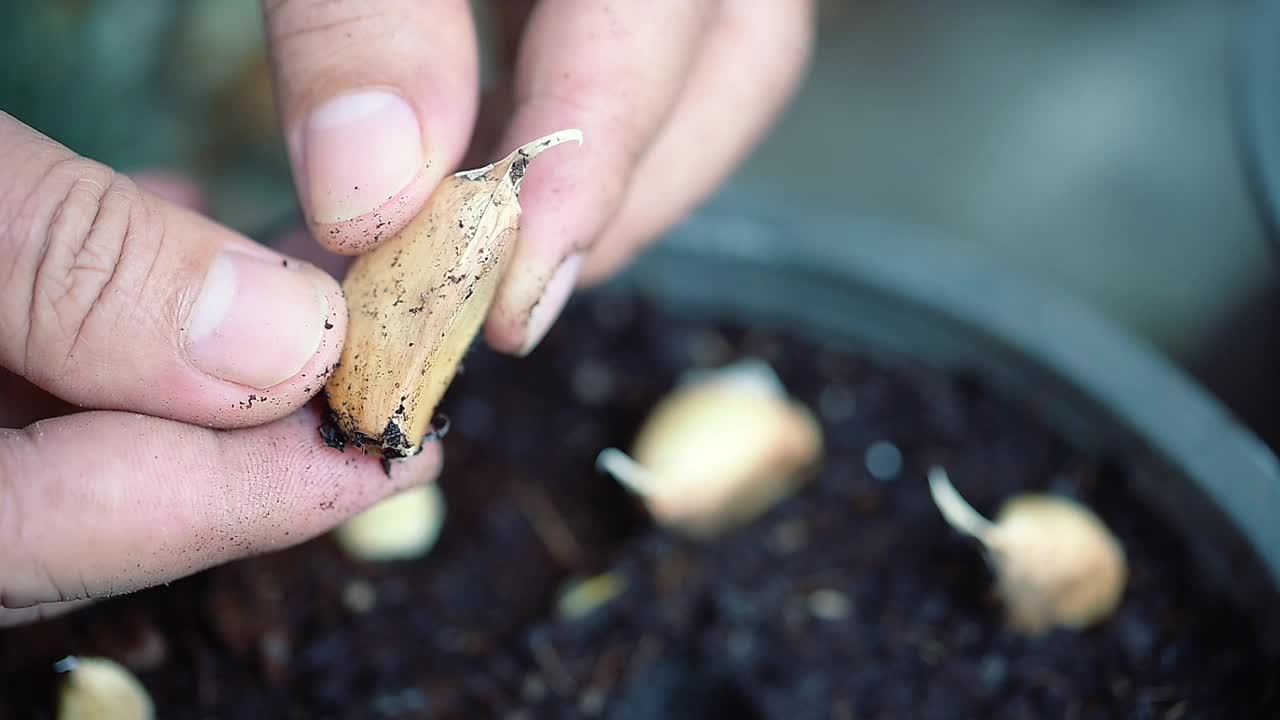 家庭有机蔬菜园视频素材