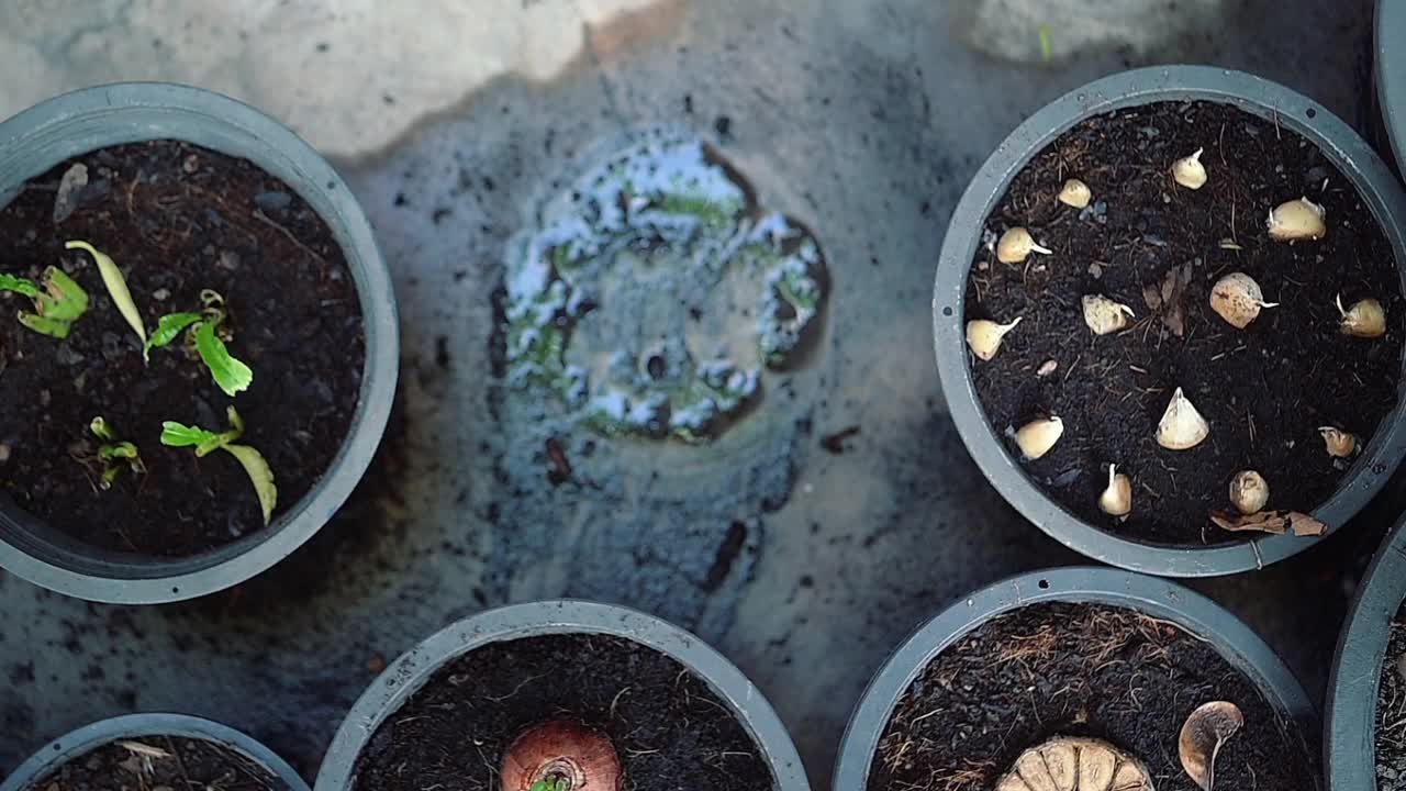 自家种植有机蔬菜视频素材