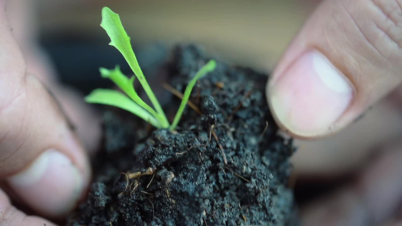 家庭有机蔬菜园视频素材