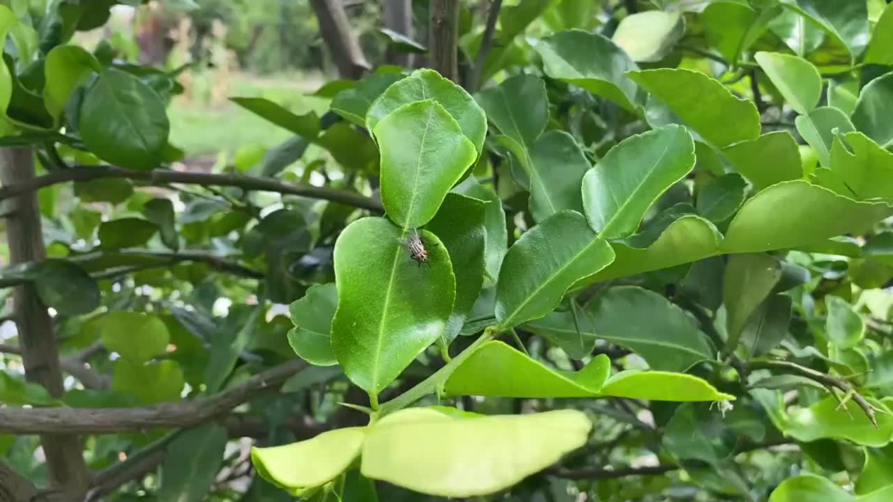 自然花园中柑橘的叶子视频素材