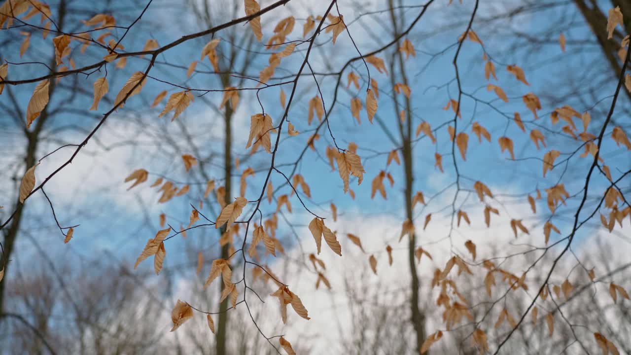 浪漫自然的样子，树枝和黄叶，映衬着森林和蓝天的背景。在平滑的运动。植物的阴谋。视频素材