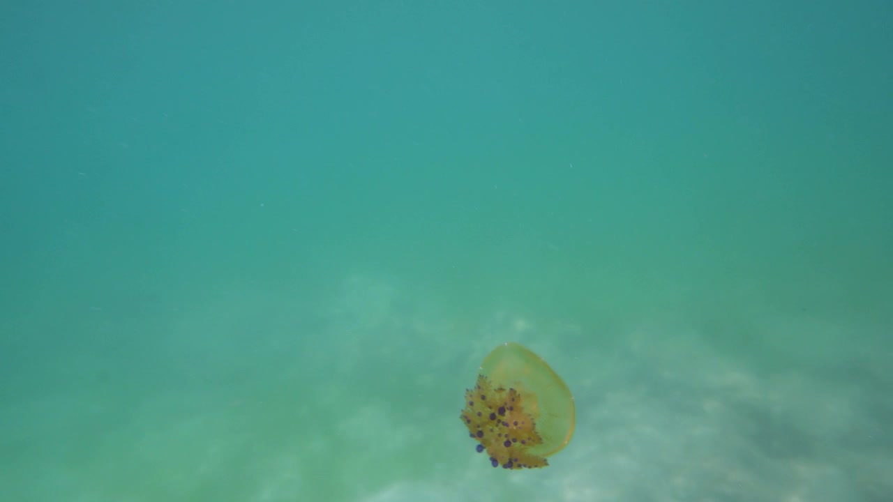 地中海水母视频素材