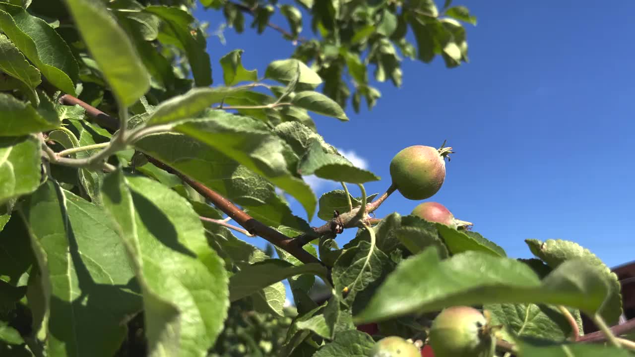 年轻的苹果果实在炎热的夏天成熟。视频素材