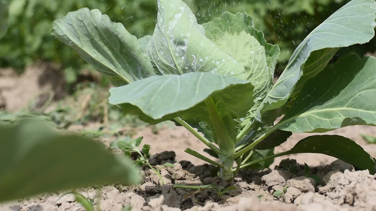 用化学物质消灭卷心菜上的有害昆虫视频素材