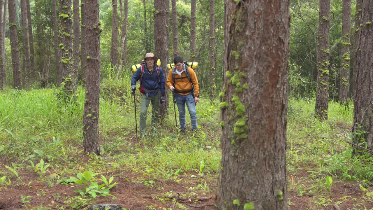 两个亚洲背包客一起在松树林徒步旅行视频素材