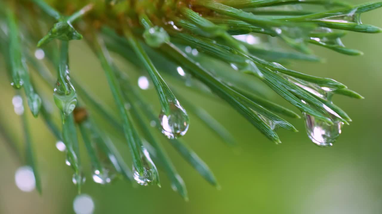 绿色的松针被雨滴覆盖的特写视频素材