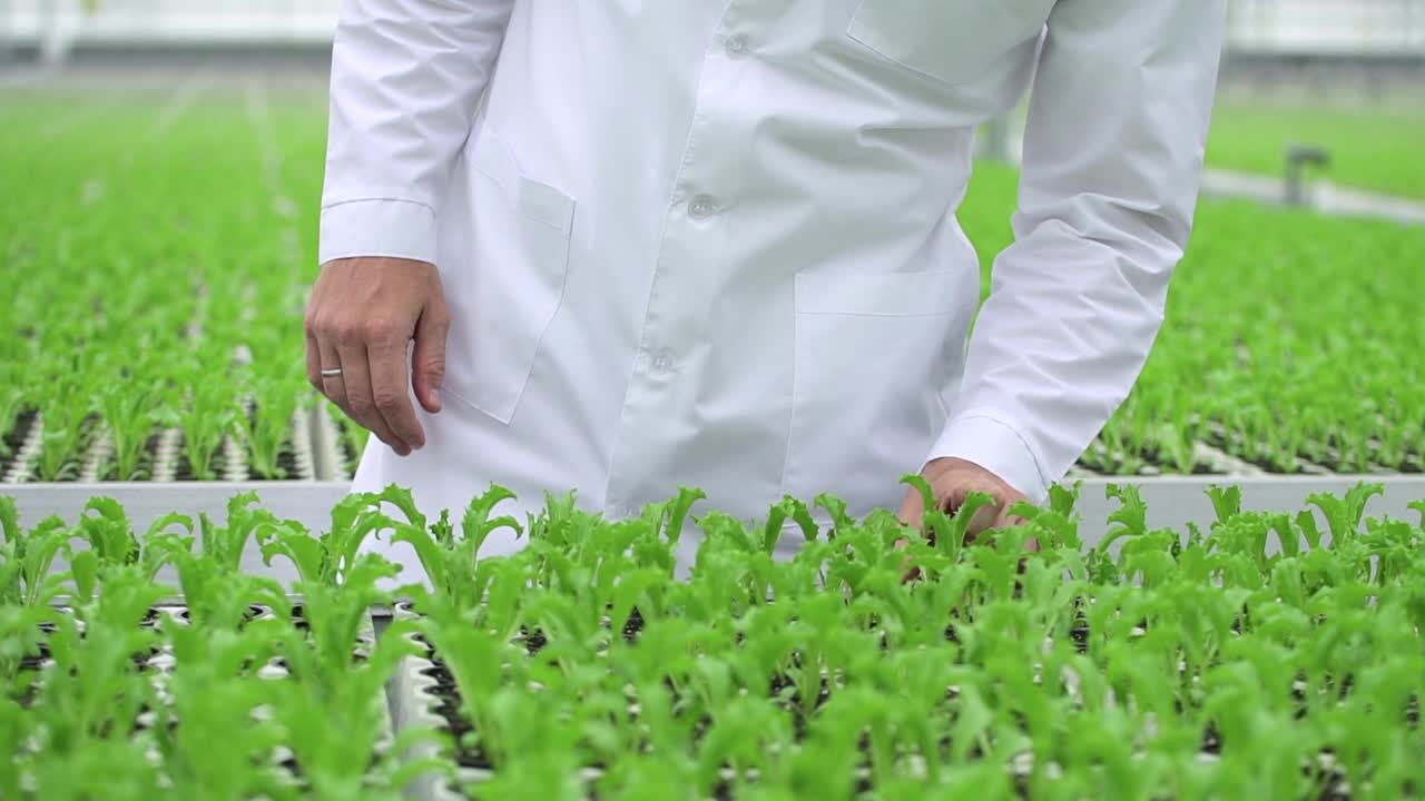 水培温室景观和农艺师在工作日视察蔬菜沙拉视频素材