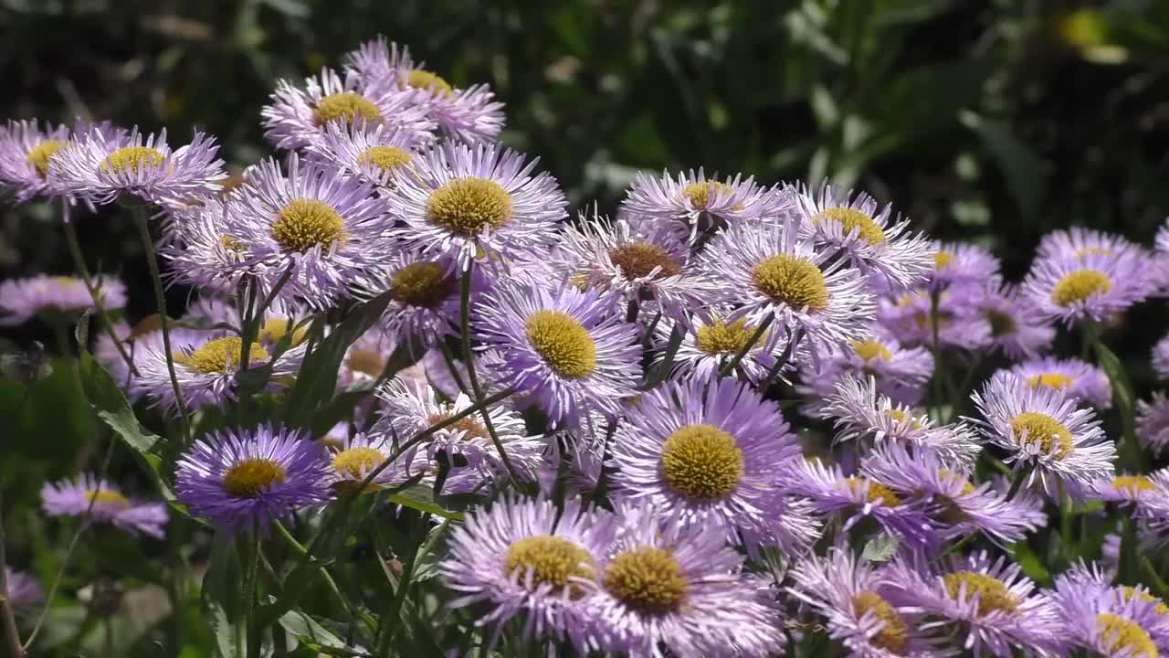 紫苑(Aster alpinus)是紫苑属双子叶植物的一种。该分类学名称最早由瑞典分类学家卡尔·林奈于1753年公布。视频素材