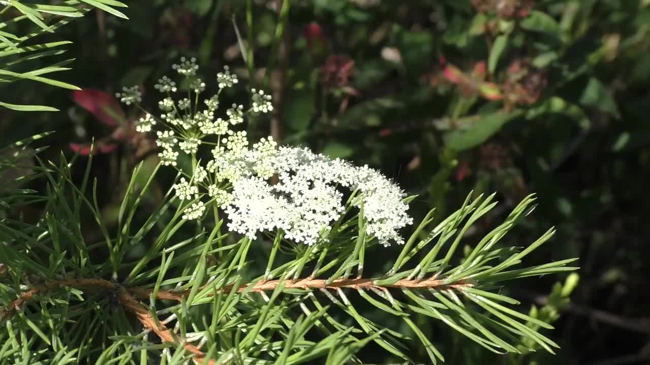 蓍草是一种多年生草本植物。它被用作药用、香料、装饰和产蜜的植物。干燥后，适合制作冬季花束。视频素材