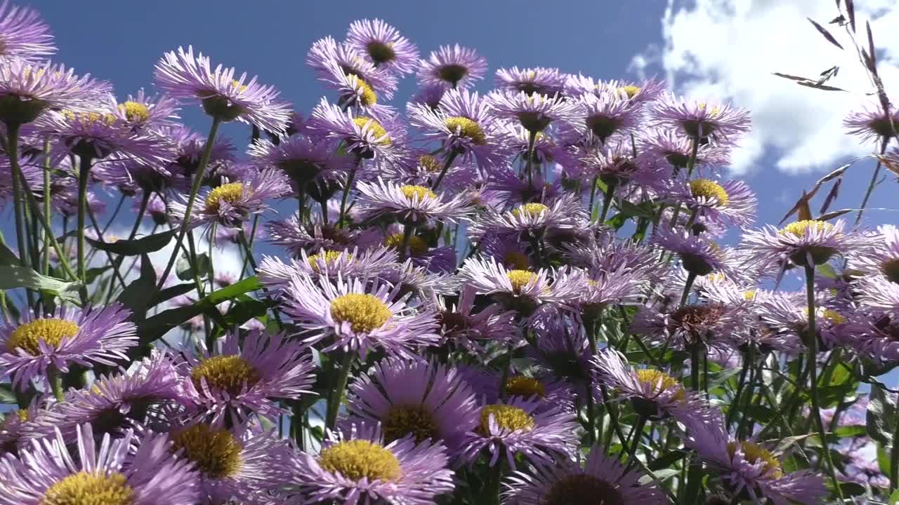 紫苑(Aster alpinus)是紫苑属双子叶植物的一种。该分类学名称最早由瑞典分类学家卡尔·林奈于1753年公布。视频素材