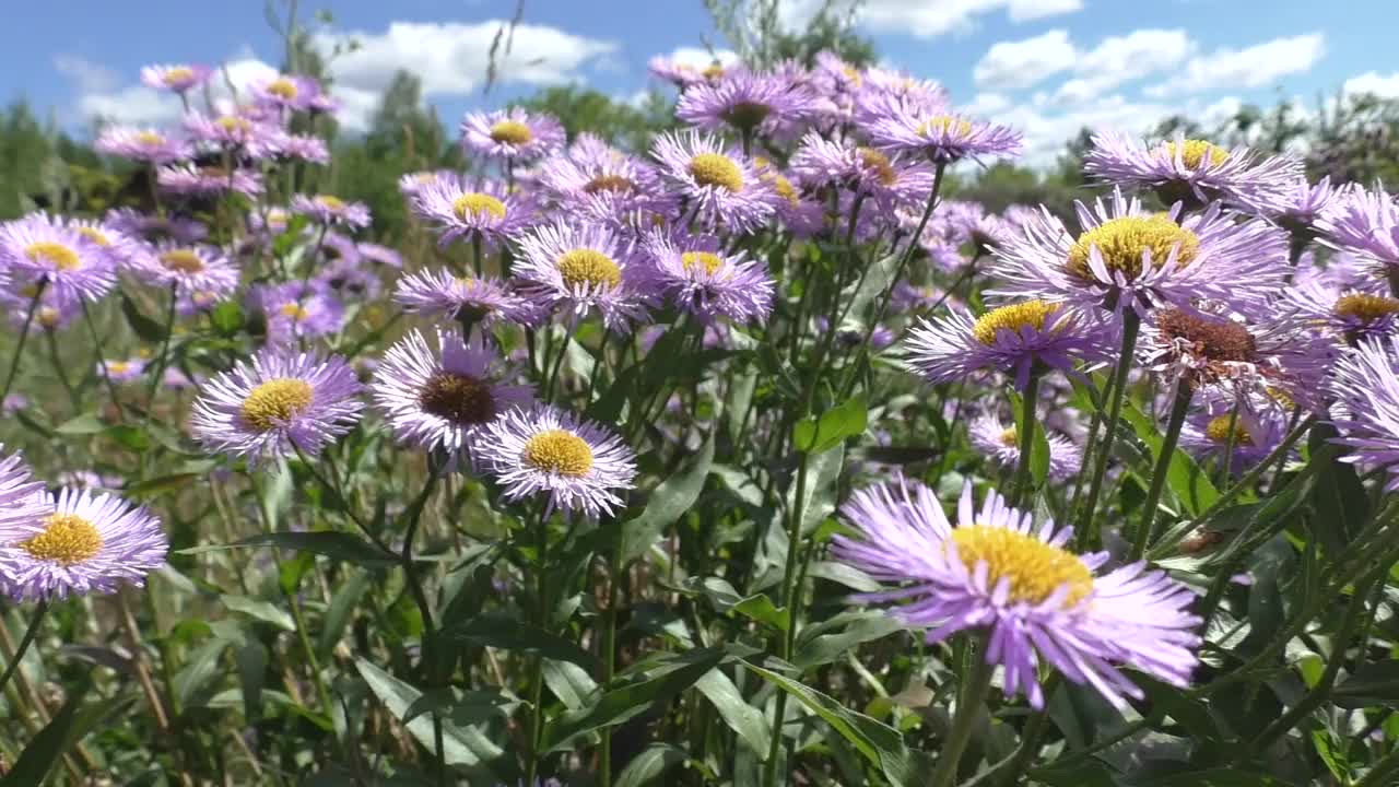 紫苑(Aster alpinus)是紫苑属双子叶植物的一种。该分类学名称最早由瑞典分类学家卡尔·林奈于1753年公布。视频素材