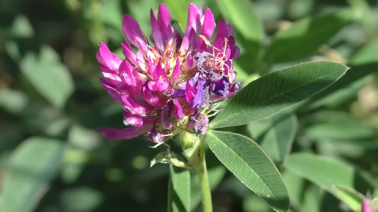 草甸三叶草，或红三叶草(Trifolium pratense)是三叶草属的模式种。草甸三叶草是二年生草本植物，但更多的是多年生草本植物，高度可达15-55厘米。视频素材