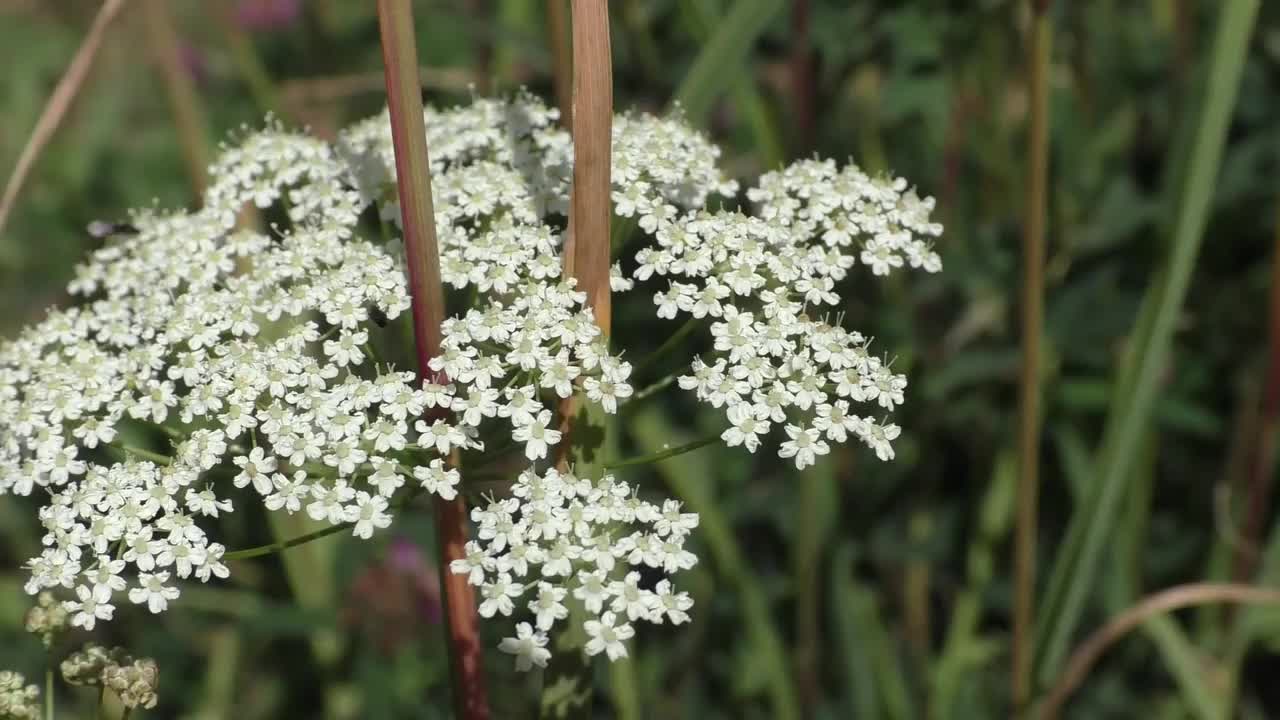 蓍草是一种多年生草本植物。它被用作药用、香料、装饰和产蜜的植物。干燥后，适合制作冬季花束。视频素材