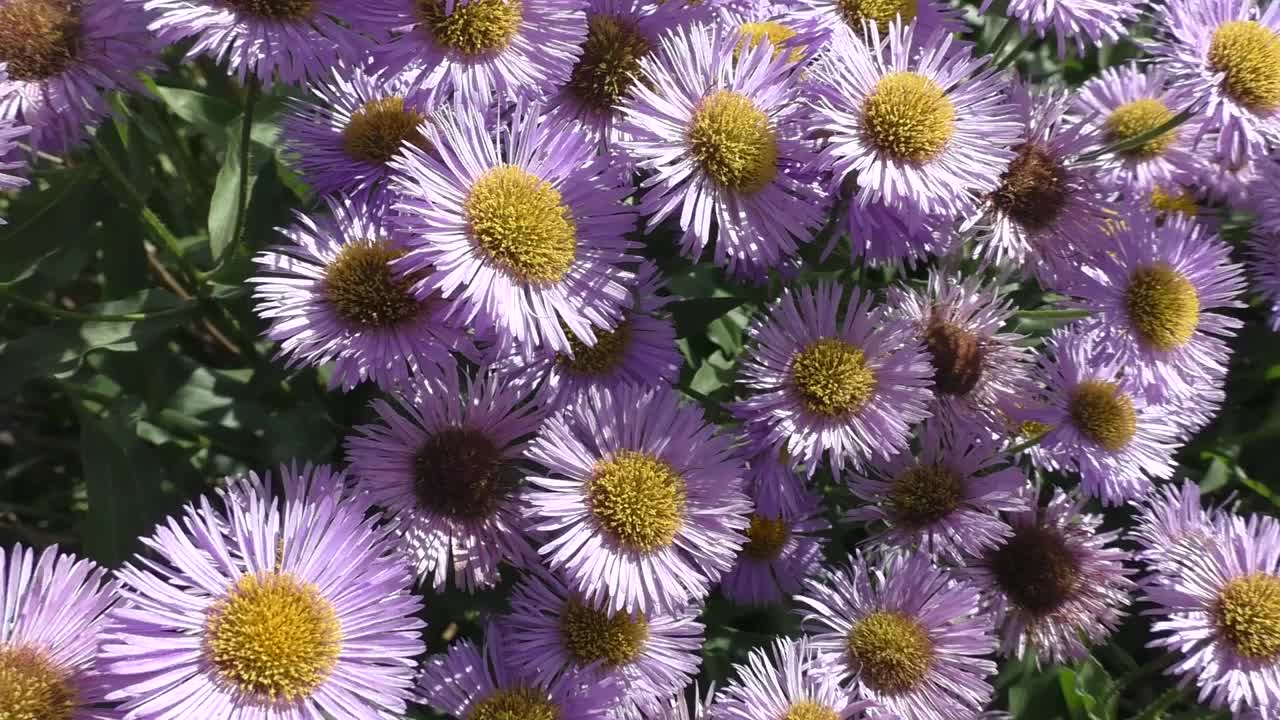 紫苑(Aster alpinus)是紫苑属双子叶植物的一种。该分类学名称最早由瑞典分类学家卡尔·林奈于1753年公布。视频素材