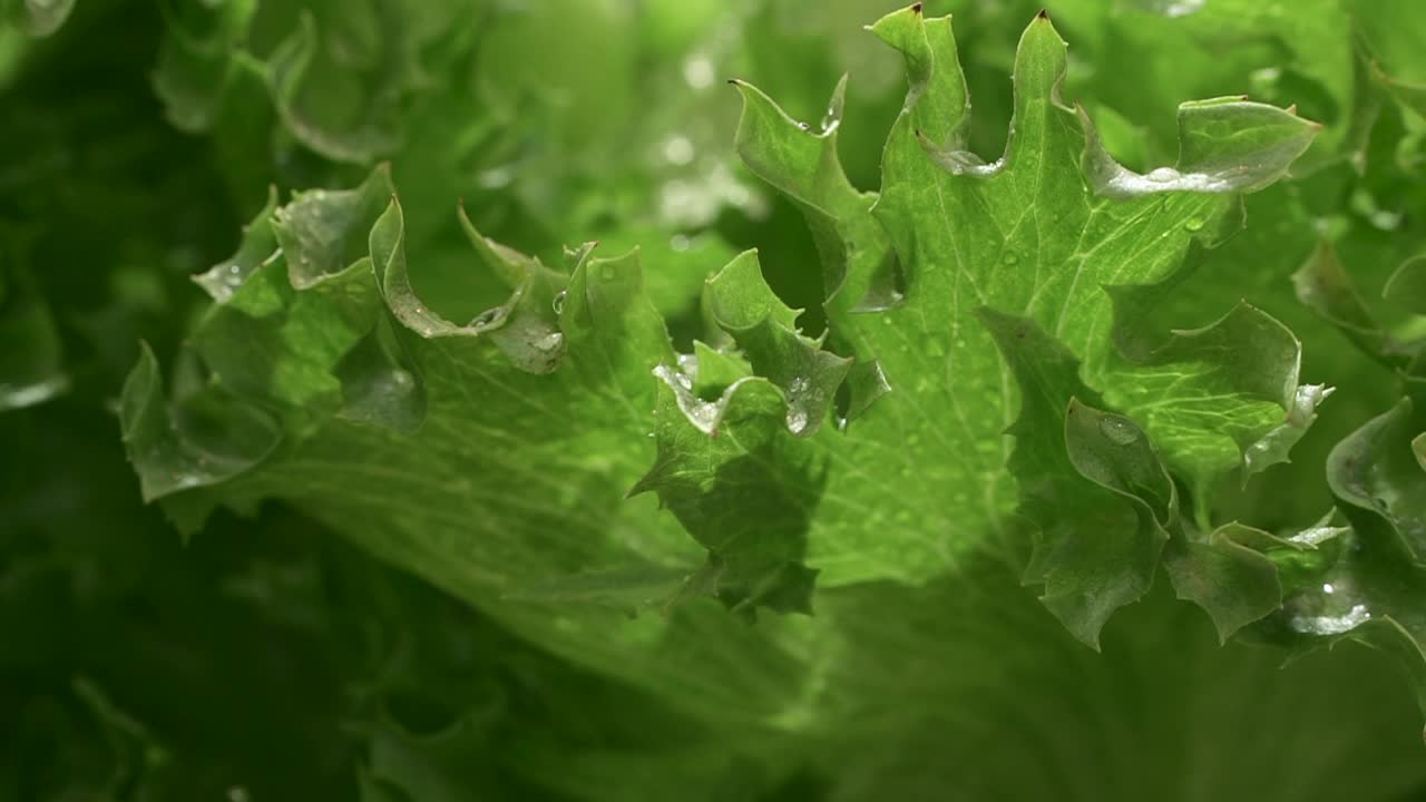 近景绿色生菜植物生长在水培温室室内spbd视频素材