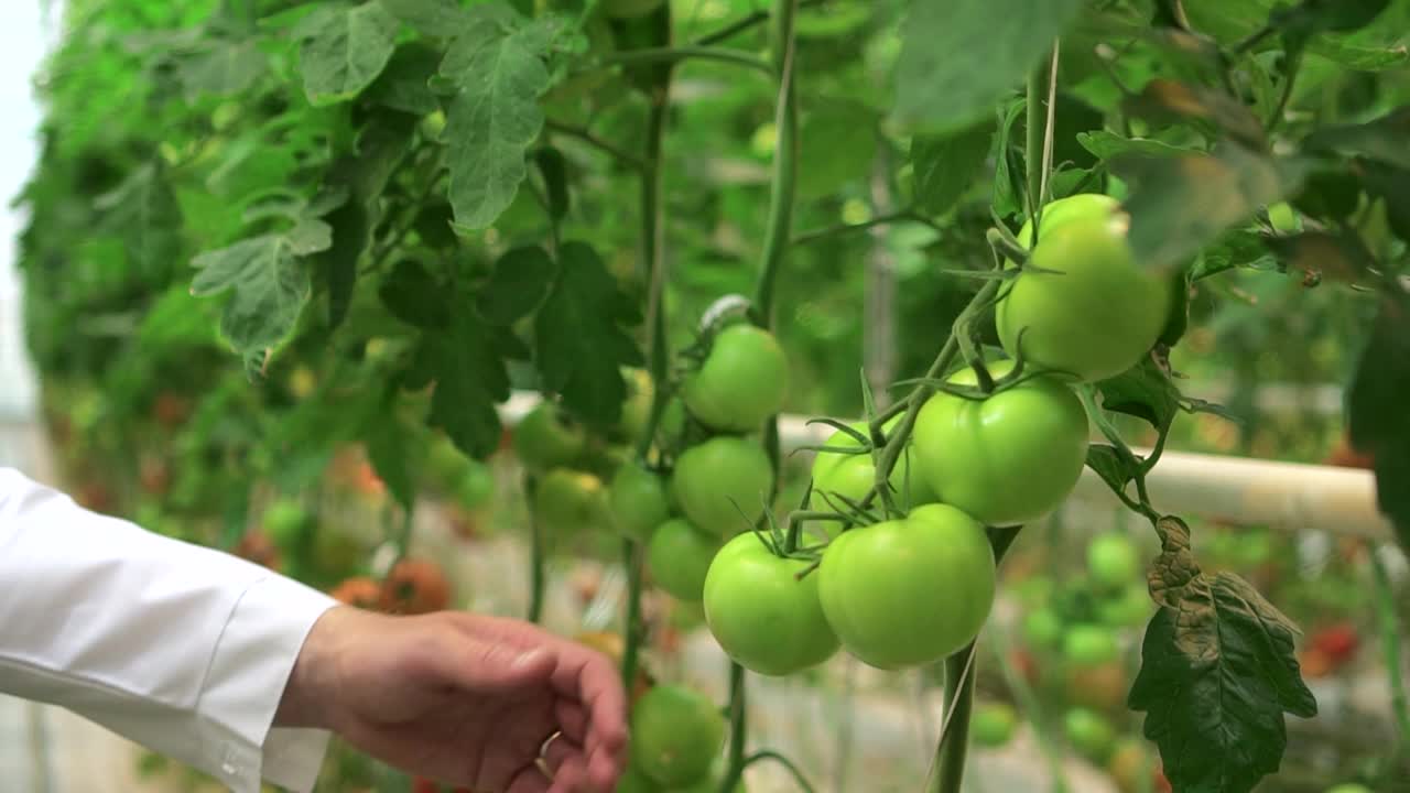 在水培温室，农艺师在工作日视察番茄蔬菜视频素材