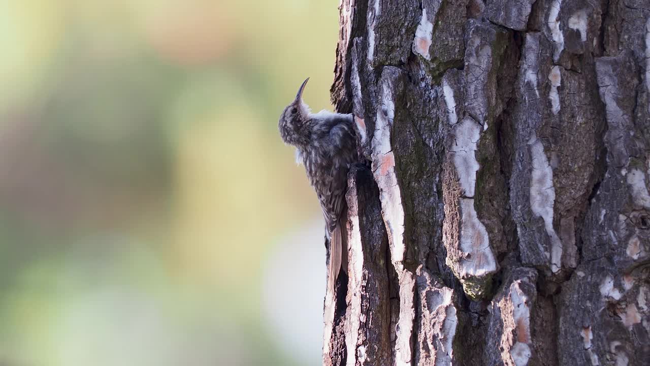 特写:短趾树攀(Certhia brachydactyla)，在松树的树干中寻找食物。视频素材