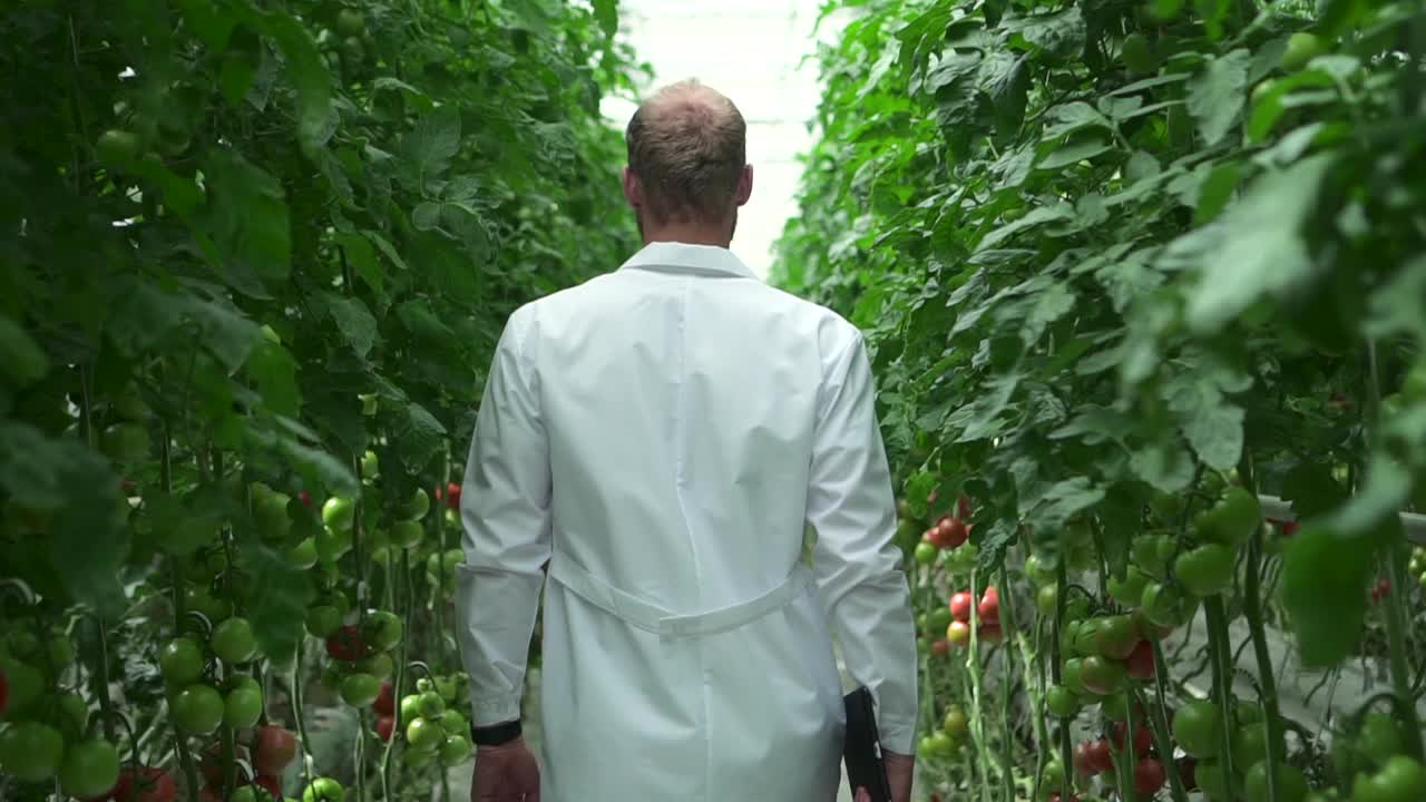 轻水培农场视图的男子农学家沿着种植园与番茄植物spbd视频素材