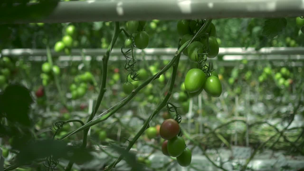 在室内水培系统的温室中生长的绿色番茄植株的近景视频素材