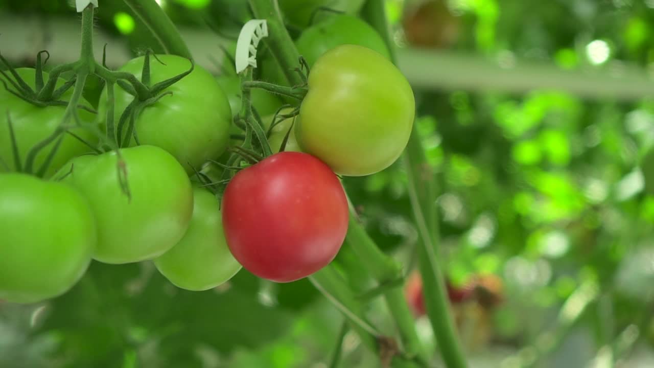 应用现代技术在日光温室水培栽培番茄蔬菜的田间观察视频素材