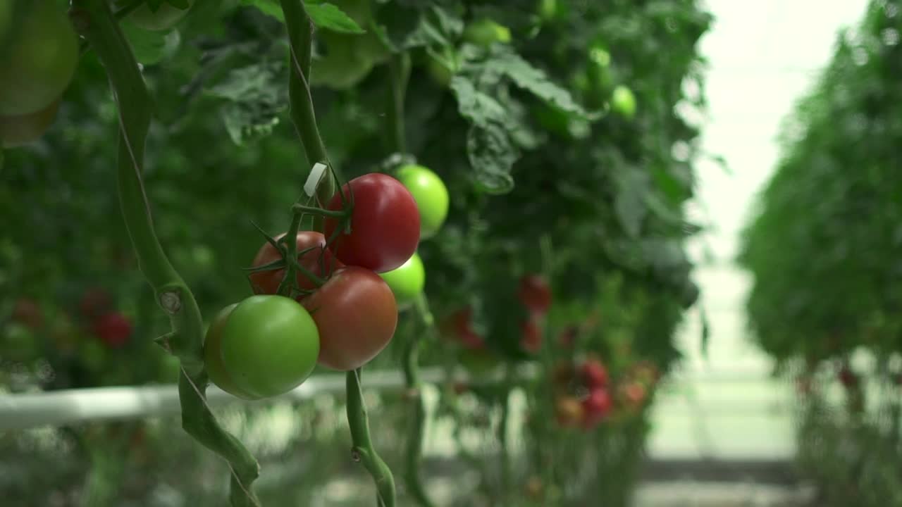 日光温室种植番茄蔬菜的水培农场观视频素材