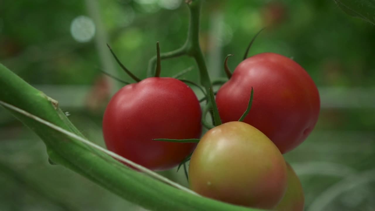 农场上种植的番茄挂在温室的枝条上视频素材