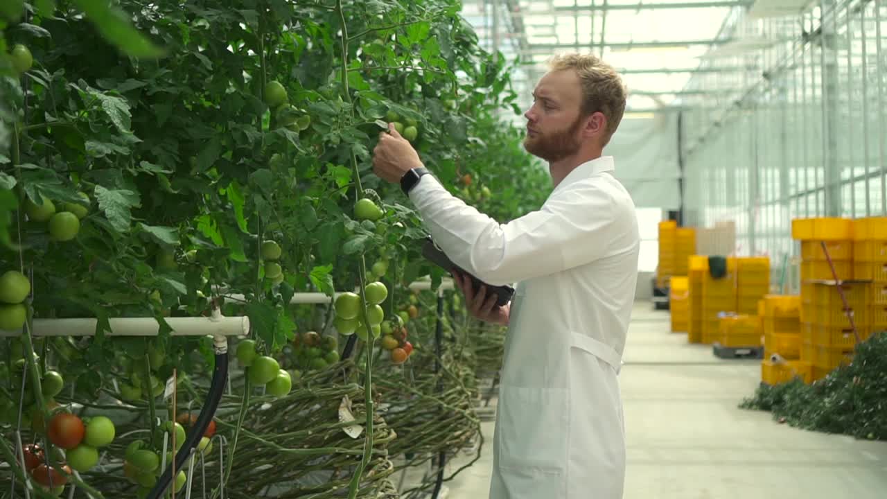 水培温室中农学家与蔬菜和药片一起工作的景象视频素材