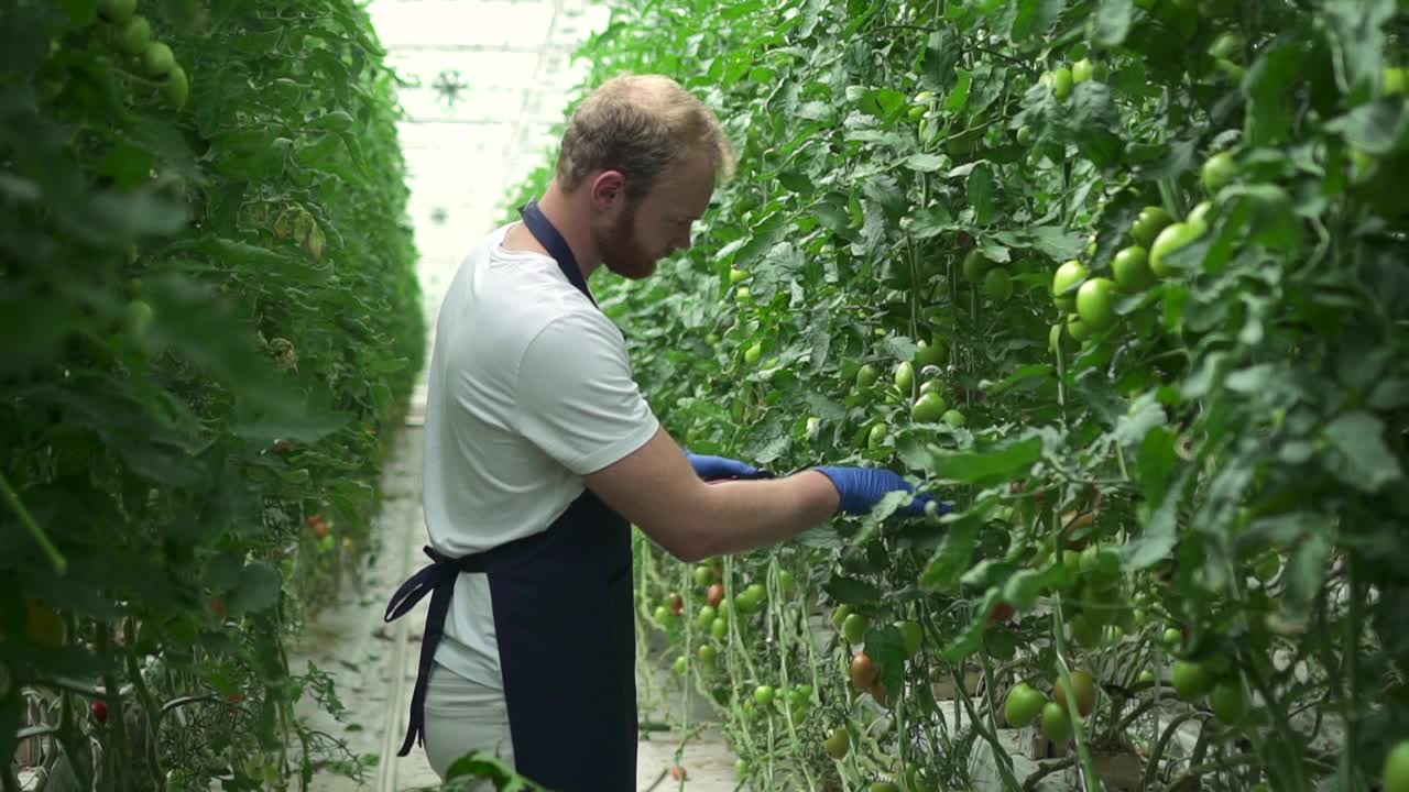 男子水培温室工人站在室内水培温室切番茄叶片视频素材