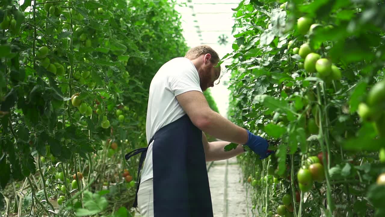 温室里的农业工人割下西红柿的叶子视频素材