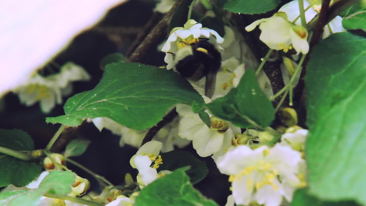 昆虫大黄蜂为猕猴桃的白花授粉。慢镜头x5。近距离视频素材