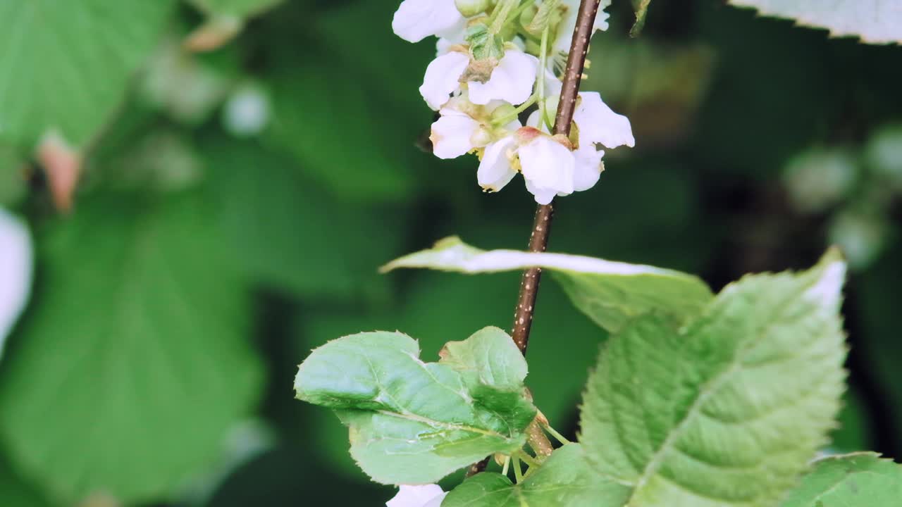 昆虫大黄蜂为猕猴桃的白花授粉。慢镜头x5。近距离视频素材